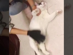 작은 중간 큰 반려동물 털 제거기 미트 벗기 개 정비 장갑 목욕