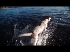 강아지 씹기 장난감 ETPU 솔리드 볼 인터랙티브 애완 동물 장난감 및 액세서리