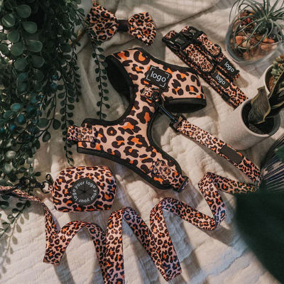 반려동물 강아지 허리밴스 레인지 및 목걸이 세트